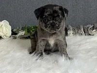 Alexa, a female Pug for sale in Fennimore, WI – 7 of 10
