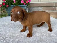 Starburst, a female Dachshund for sale in Fennimore, WI – 6 of 10