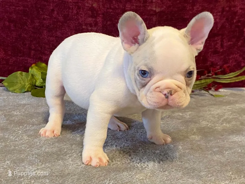 Panda – French Bulldog puppy for sale in Fennimore, WI