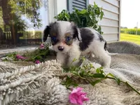 Pepsi, a male Cavapoo for sale in Fennimore, WI – 8 of 10