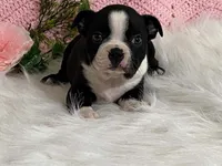 Benji, a male Boston Terrier for sale in Fennimore, WI – 3 of 10