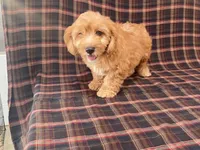 Mindy, a female Cavachon for sale in Fennimore, WI – 6 of 9