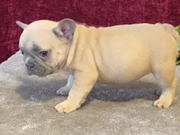 Fanny, a female French Bulldog for sale in Fennimore, WI – 5 of 10