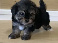 Lexi, a female Morkie for sale in Fennimore, WI – 8 of 10