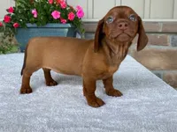 Starburst, a female Dachshund for sale in Fennimore, WI – 4 of 10