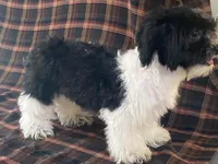 Lex, a male Bichon Frise and Shih Tzu for sale in Fennimore, WI – 5 of 10