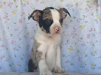 Carlie, a female Boston Terrier and Fox Terrier for sale in Fennimore, WI – 7 of 10