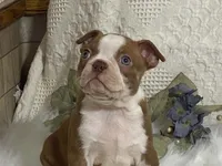 yeti, a male Boston Terrier for sale in Fennimore, WI – 9 of 9