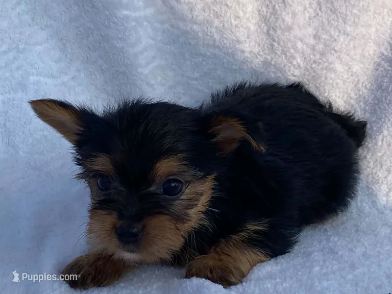 Chandler – Yorkshire Terrier puppy for sale in Fennimore, WI