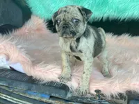 Speckles, a female Pug for sale in Fennimore, WI – 7 of 9
