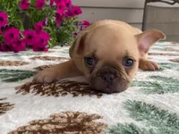 Sparkles, a female French Bulldog for sale in Fennimore, WI – 2 of 7