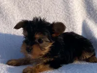 Lady, a female Yorkshire Terrier for sale in Fennimore, WI – 10 of 10