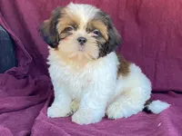 Billy, a male Shih Tzu for sale in Fennimore, WI – 10 of 10