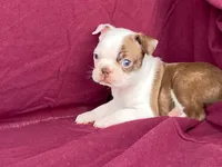 Missy, a female Boston Terrier for sale in Fennimore, WI – 5 of 5