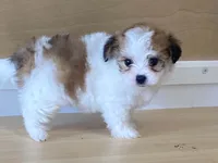 Panzy, a female Morkie for sale in Fennimore, WI – 4 of 10