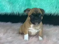 Tess, a female French Bulldog and Pug for sale in Fennimore, WI – 7 of 8
