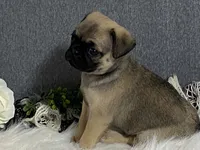 Ava, a female Pug for sale in Fennimore, WI – 7 of 10