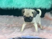 Tiny, a female Pug for sale in Fennimore, WI – 8 of 10