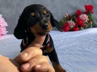May, a female Dachshund for sale in Fennimore, WI – 9 of 9