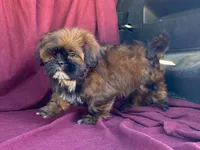 Barney, a male Shih Tzu for sale in Fennimore, WI – 10 of 10