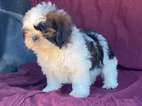 Buster, a male Shih Tzu for sale in Fennimore, WI – 8 of 10