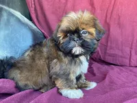 Bowser, a male Shih Tzu for sale in Fennimore, WI – 6 of 9
