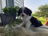 poppy, a male Cavapoo for sale in Fennimore, WI – 5 of 10