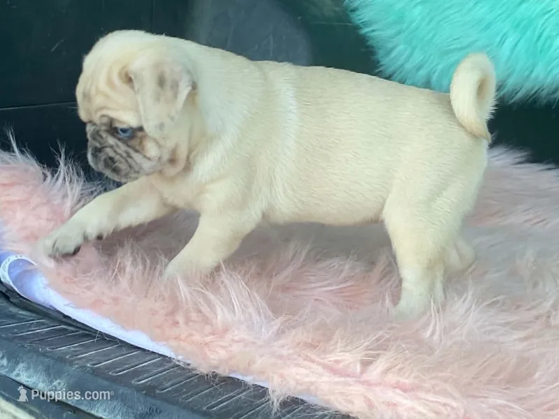 Scotchy – Pug puppy for sale in Fennimore, WI