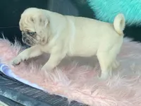 Scotchy, a female Pug for sale in Fennimore, WI – 1 of 10