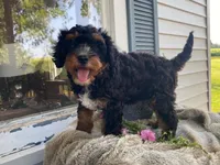 Teddy, a male Cavapoo for sale in Fennimore, WI – 4 of 10