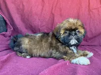 Bowser, a male Shih Tzu for sale in Fennimore, WI – 2 of 9