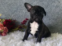 Ronnie, a male Frenchton for sale in Fennimore, WI – 4 of 9