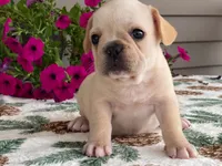 Sunshine, a female French Bulldog for sale in Fennimore, WI – 2 of 9