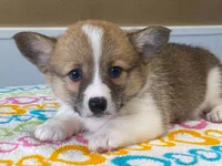 Trixie, a female Pembroke Welsh Corgi for sale in Fennimore, WI – 8 of 10
