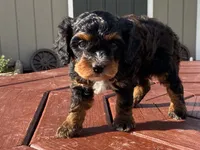 Teddy, a male Cavapoo for sale in Fennimore, WI – 2 of 10