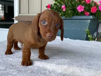 Tootsie Roll, a male Dachshund for sale in Fennimore, WI – 8 of 10