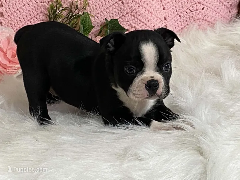 Benji – Boston Terrier puppy for sale in Fennimore, WI