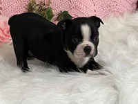 Benji, a male Boston Terrier for sale in Fennimore, WI – 1 of 10