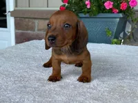 Hershey, a male Dachshund for sale in Fennimore, WI – 9 of 10