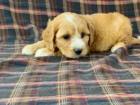 Jasmine, a female Cavachon for sale in Fennimore, WI – 9 of 10