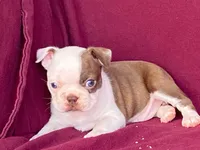 Missy, a female Boston Terrier for sale in Fennimore, WI – 4 of 5