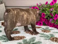 Spike, a male French Bulldog for sale in Fennimore, WI – 10 of 10
