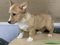 Sammy, a male Pembroke Welsh Corgi for sale in Fennimore, WI – Photo 4 of 9