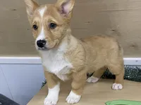 Sammy, a male Pembroke Welsh Corgi for sale in Fennimore, WI – Photo 6 of 9