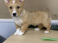 Sammy, a male Pembroke Welsh Corgi for sale in Fennimore, WI – Photo 2 of 9