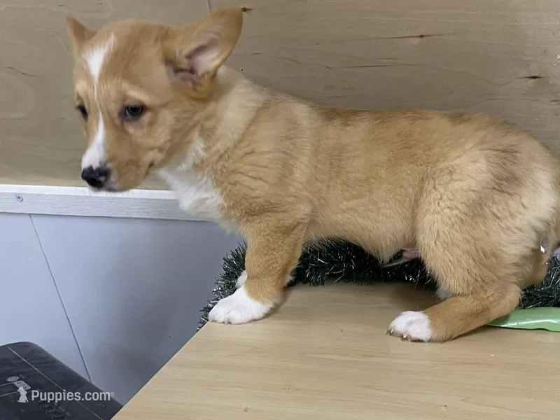 Sammy – Pembroke Welsh Corgi puppy for sale in Fennimore, WI