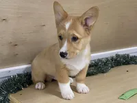 Sammy, a male Pembroke Welsh Corgi for sale in Fennimore, WI – Photo 5 of 9