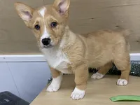 Sammy, a male Pembroke Welsh Corgi for sale in Fennimore, WI – Photo 3 of 9