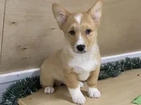 Sammy, a male Pembroke Welsh Corgi for sale in Fennimore, WI – Photo 7 of 9