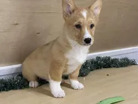 Sammy, a male Pembroke Welsh Corgi for sale in Fennimore, WI – Photo 8 of 9